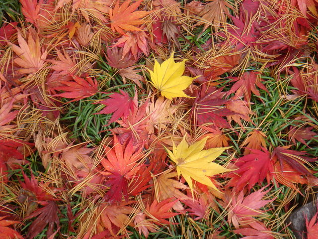 2009.11 日本東北 奧之細道 四日幸福小旅行~一場意外「雪」的邂逅 - 第22張圖 2009.11 日本東北 奧之細道 四日幸福小旅行~一場意外「雪」的邂逅