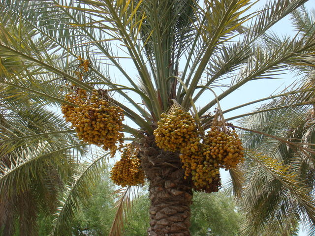 2010.07 前進杜拜七星帆船飯店七日遊 - 第32張圖 2010.07 前進杜拜七星帆船飯店七日遊