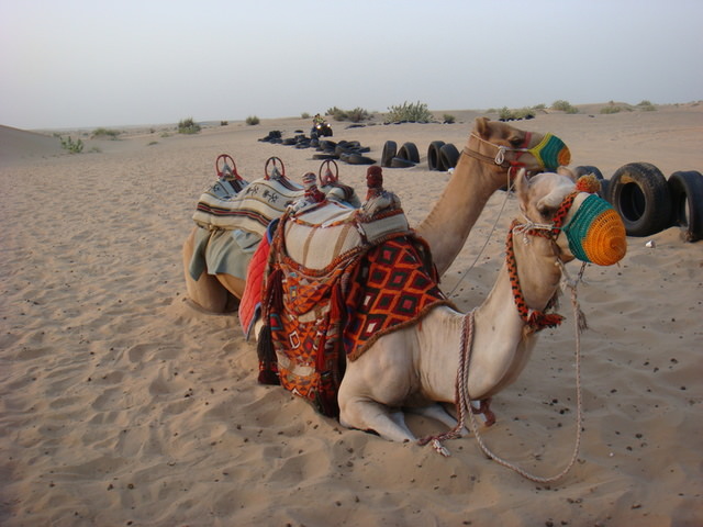 2010.07 前進杜拜七星帆船飯店七日遊 - 第89張圖 2010.07 前進杜拜七星帆船飯店七日遊