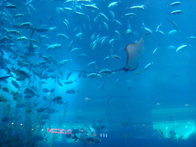 2010.07 前進杜拜七星帆船飯店七日遊 - 第154張圖 2010.07 前進杜拜七星帆船飯店七日遊