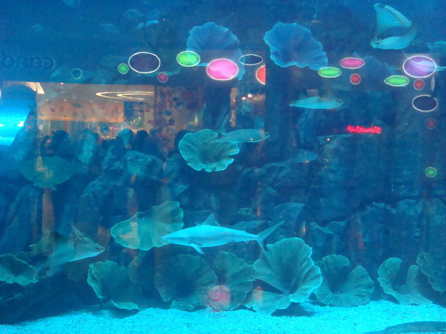 2010.07 前進杜拜七星帆船飯店七日遊 - 第155張圖 2010.07 前進杜拜七星帆船飯店七日遊