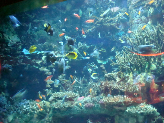 2010.07 前進杜拜七星帆船飯店七日遊 - 第242張圖 2010.07 前進杜拜七星帆船飯店七日遊