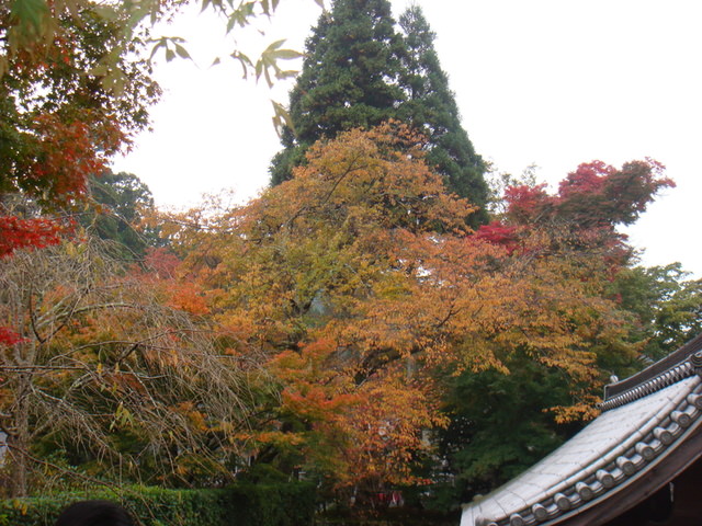 2010.11 日本關西賞楓行~嵐山渡月橋+清水寺+奈良公園 5日遊 - 第88張圖 2010.11 日本關西賞楓行~嵐山渡月橋+清水寺+奈良公園 5日遊