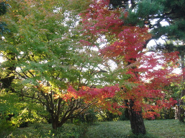 2010.11 日本關西賞楓行~嵐山渡月橋+清水寺+奈良公園 5日遊 - 第67張圖 2010.11 日本關西賞楓行~嵐山渡月橋+清水寺+奈良公園 5日遊