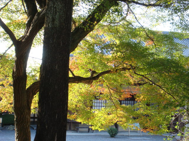 2010.11 日本關西賞楓行~嵐山渡月橋+清水寺+奈良公園 5日遊 - 第61張圖 2010.11 日本關西賞楓行~嵐山渡月橋+清水寺+奈良公園 5日遊