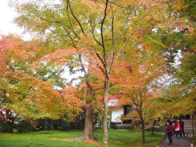 2010.11 日本關西賞楓行~嵐山渡月橋+清水寺+奈良公園 5日遊 - 第96張圖 2010.11 日本關西賞楓行~嵐山渡月橋+清水寺+奈良公園 5日遊