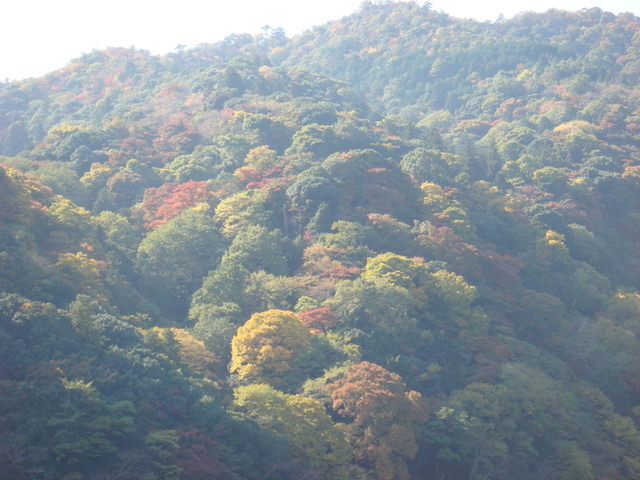 2010.11 日本關西賞楓行~嵐山渡月橋+清水寺+奈良公園 5日遊 - 第54張圖 2010.11 日本關西賞楓行~嵐山渡月橋+清水寺+奈良公園 5日遊