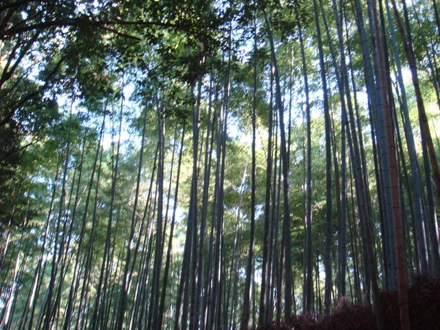 2010.11 日本關西賞楓行~嵐山渡月橋+清水寺+奈良公園 5日遊 - 第37張圖 2010.11 日本關西賞楓行~嵐山渡月橋+清水寺+奈良公園 5日遊