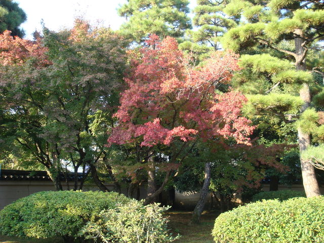 2010.11 日本關西賞楓行~嵐山渡月橋+清水寺+奈良公園 5日遊 - 第66張圖 2010.11 日本關西賞楓行~嵐山渡月橋+清水寺+奈良公園 5日遊