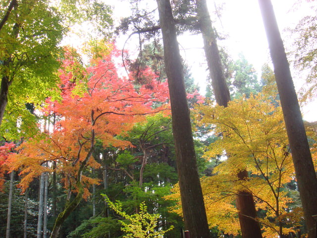 2010.11 日本關西賞楓行~嵐山渡月橋+清水寺+奈良公園 5日遊 - 第99張圖 2010.11 日本關西賞楓行~嵐山渡月橋+清水寺+奈良公園 5日遊