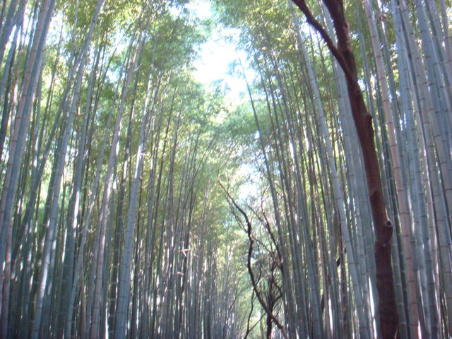 2010.11 日本關西賞楓行~嵐山渡月橋+清水寺+奈良公園 5日遊 - 第34張圖 2010.11 日本關西賞楓行~嵐山渡月橋+清水寺+奈良公園 5日遊