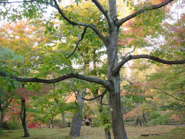 2010.11 日本關西賞楓行~嵐山渡月橋+清水寺+奈良公園 5日遊 - 第132張圖 2010.11 日本關西賞楓行~嵐山渡月橋+清水寺+奈良公園 5日遊