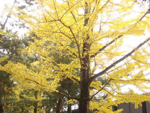 2010.11 日本關西賞楓行~嵐山渡月橋+清水寺+奈良公園 5日遊 - 第160張圖 2010.11 日本關西賞楓行~嵐山渡月橋+清水寺+奈良公園 5日遊