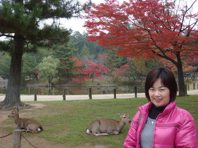 2010.11 日本關西賞楓行~嵐山渡月橋+清水寺+奈良公園 5日遊 - 第150張圖 2010.11 日本關西賞楓行~嵐山渡月橋+清水寺+奈良公園 5日遊