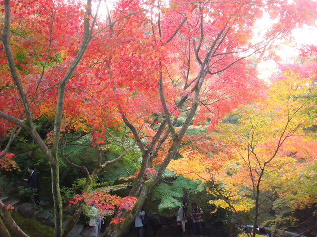 2010.11 日本關西賞楓行~嵐山渡月橋+清水寺+奈良公園 5日遊 - 第140張圖 2010.11 日本關西賞楓行~嵐山渡月橋+清水寺+奈良公園 5日遊