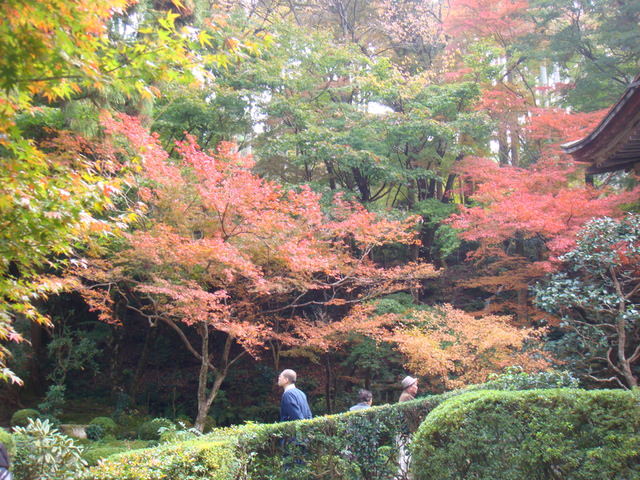 2010.11 日本關西賞楓行~嵐山渡月橋+清水寺+奈良公園 5日遊 - 第95張圖 2010.11 日本關西賞楓行~嵐山渡月橋+清水寺+奈良公園 5日遊