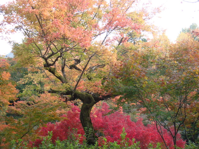 2010.11 日本關西賞楓行~嵐山渡月橋+清水寺+奈良公園 5日遊 - 第138張圖 2010.11 日本關西賞楓行~嵐山渡月橋+清水寺+奈良公園 5日遊