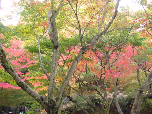 2010.11 日本關西賞楓行~嵐山渡月橋+清水寺+奈良公園 5日遊 - 第142張圖 2010.11 日本關西賞楓行~嵐山渡月橋+清水寺+奈良公園 5日遊