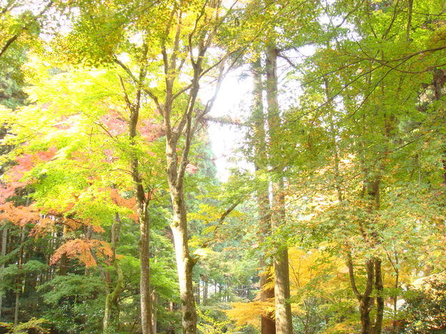 2010.11 日本關西賞楓行~嵐山渡月橋+清水寺+奈良公園 5日遊 - 第101張圖 2010.11 日本關西賞楓行~嵐山渡月橋+清水寺+奈良公園 5日遊