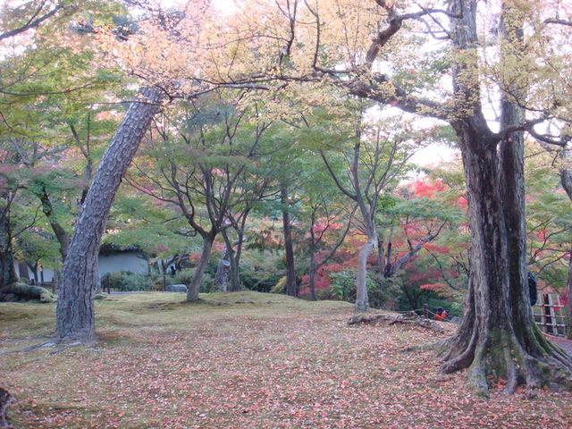 2010.11 日本關西賞楓行~嵐山渡月橋+清水寺+奈良公園 5日遊 - 第134張圖 2010.11 日本關西賞楓行~嵐山渡月橋+清水寺+奈良公園 5日遊