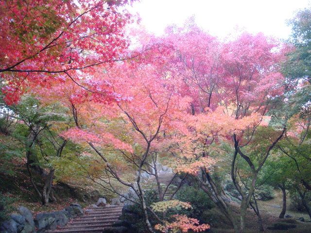 2010.11 日本關西賞楓行~嵐山渡月橋+清水寺+奈良公園 5日遊 - 第141張圖 2010.11 日本關西賞楓行~嵐山渡月橋+清水寺+奈良公園 5日遊