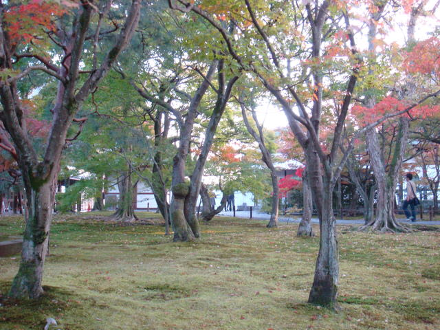 2010.11 日本關西賞楓行~嵐山渡月橋+清水寺+奈良公園 5日遊 - 第135張圖 2010.11 日本關西賞楓行~嵐山渡月橋+清水寺+奈良公園 5日遊