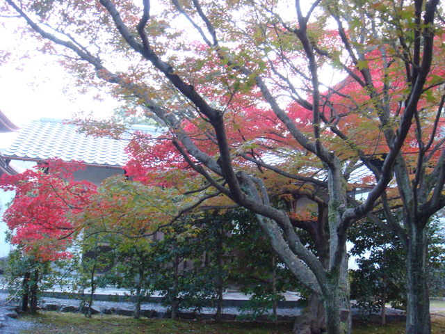 2010.11 日本關西賞楓行~嵐山渡月橋+清水寺+奈良公園 5日遊 - 第143張圖 2010.11 日本關西賞楓行~嵐山渡月橋+清水寺+奈良公園 5日遊