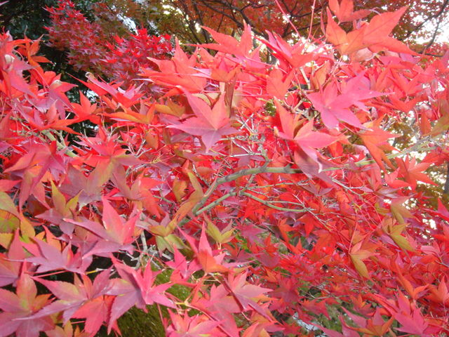 2010.11 日本關西賞楓行~嵐山渡月橋+清水寺+奈良公園 5日遊 - 第144張圖 2010.11 日本關西賞楓行~嵐山渡月橋+清水寺+奈良公園 5日遊