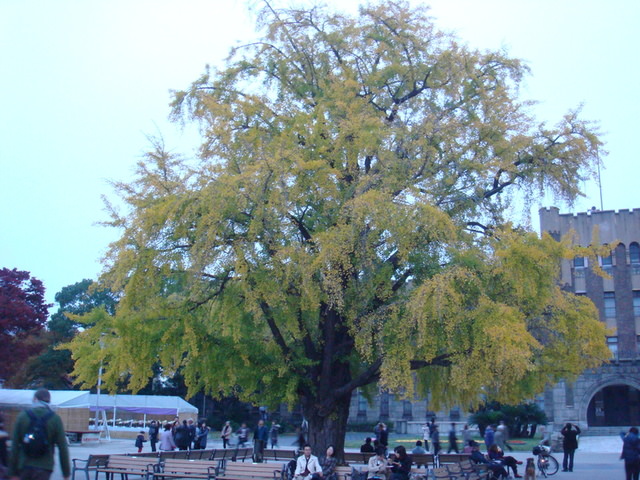 2010.11 日本關西賞楓行~嵐山渡月橋+清水寺+奈良公園 5日遊 - 第177張圖 2010.11 日本關西賞楓行~嵐山渡月橋+清水寺+奈良公園 5日遊