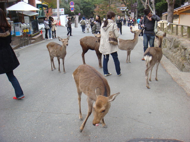 2010.11 日本關西賞楓行~嵐山渡月橋+清水寺+奈良公園 5日遊 - 第163張圖 2010.11 日本關西賞楓行~嵐山渡月橋+清水寺+奈良公園 5日遊