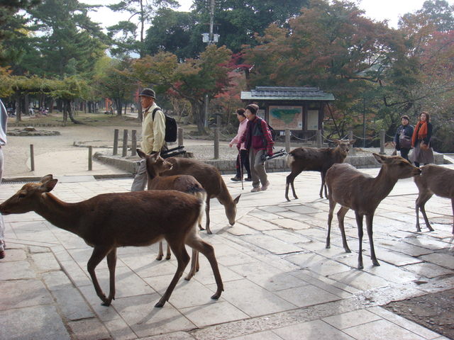 2010.11 日本關西賞楓行~嵐山渡月橋+清水寺+奈良公園 5日遊 - 第149張圖 2010.11 日本關西賞楓行~嵐山渡月橋+清水寺+奈良公園 5日遊