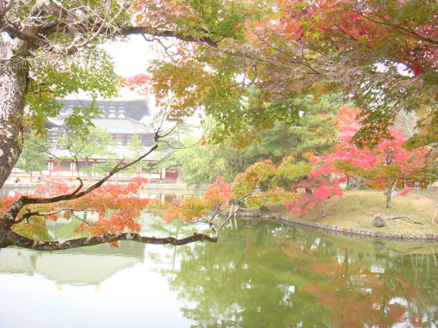 2010.11 日本關西賞楓行~嵐山渡月橋+清水寺+奈良公園 5日遊 - 第158張圖 2010.11 日本關西賞楓行~嵐山渡月橋+清水寺+奈良公園 5日遊
