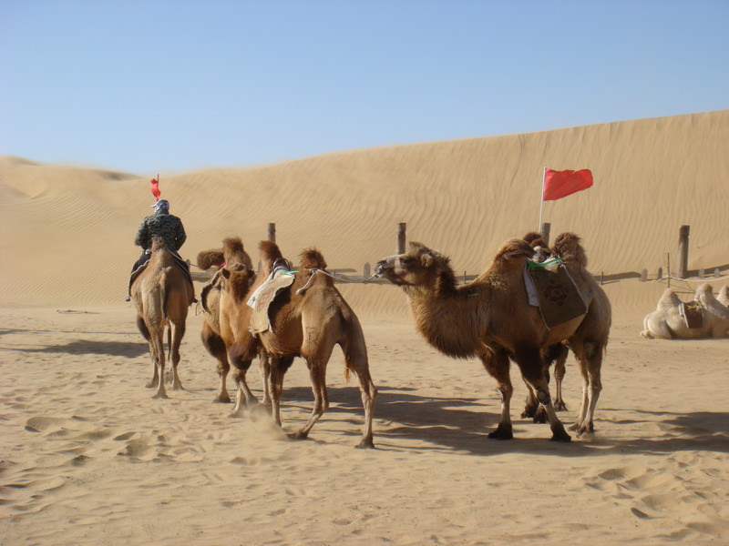 2015.10 內蒙古之旅五日遊 - 第106張圖 DSC06204.JPG - 2015.10 內蒙古之旅五日遊