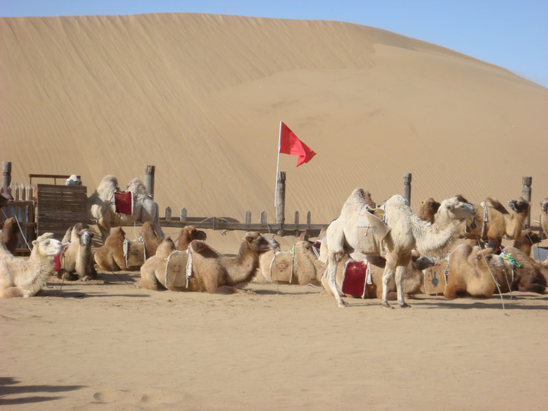 2015.10 內蒙古之旅五日遊 - 第105張圖 DSC06201.JPG - 2015.10 內蒙古之旅五日遊