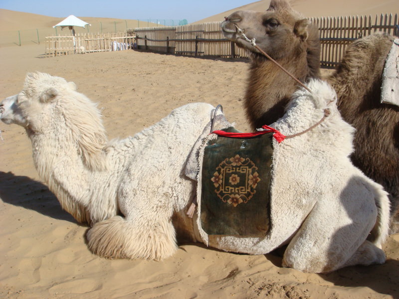 2015.10 內蒙古之旅五日遊 - 第103張圖 DSC06188.JPG - 2015.10 內蒙古之旅五日遊