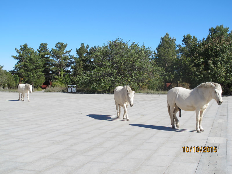 2015.10 內蒙古之旅五日遊 - 第120張圖 IMG_0336.JPG - 2015.10 內蒙古之旅五日遊