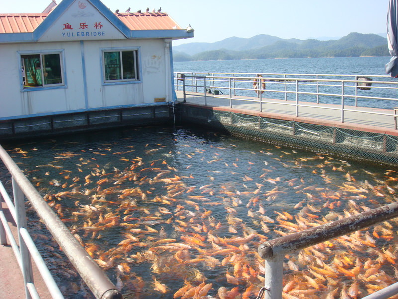 2012.10 黃山、宏村古民居、千島湖5日遊 - 第27張圖 DSC01598.JPG - 2012.10 黃山、宏村古民居、千島湖5日遊