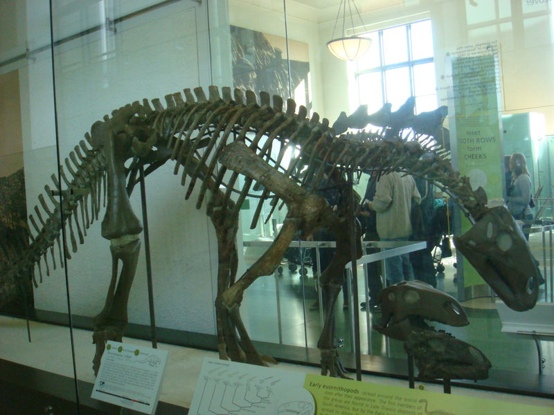 2011.12 紐約時代廣場跨年之旅10日 - 第35張圖 DSC09419.JPG - 2011.12紐約時代廣場跨年之旅10日