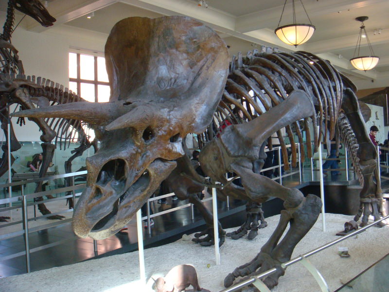 2011.12 紐約時代廣場跨年之旅10日 - 第36張圖 DSC09422.JPG - 2011.12紐約時代廣場跨年之旅10日