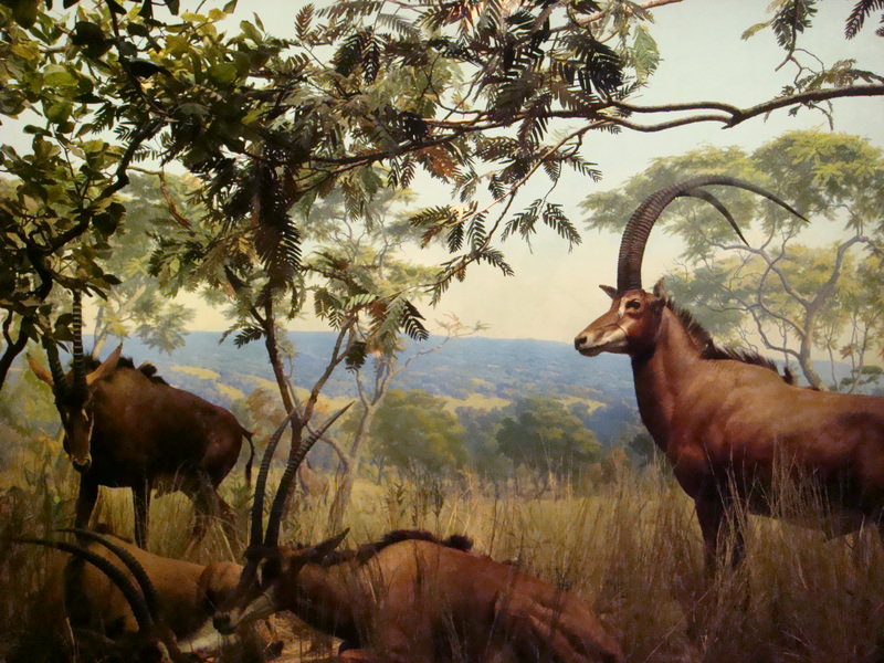 2011.12 紐約時代廣場跨年之旅10日 - 第29張圖 DSC09395.JPG - 2011.12紐約時代廣場跨年之旅10日