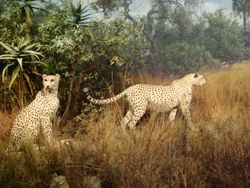 2011.12 紐約時代廣場跨年之旅10日 - 第32張圖 DSC09408.JPG - 2011.12紐約時代廣場跨年之旅10日