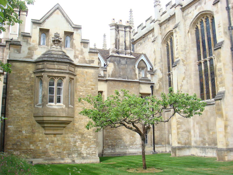 2009.5 英國愛丁堡、湖區彼得兔、史前巨石群九日遊 (上) - 第34張圖 DSC02544-牛頓蘋果樹後代.JPG - 2009.5 英國9日遊