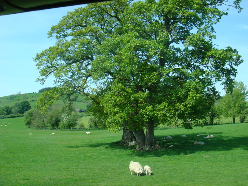 2009.5英國愛丁堡、湖區彼得兔、史前巨石群九日遊(下) - 第6張圖 DSC02915.JPG - 2009.5 英國9日遊
