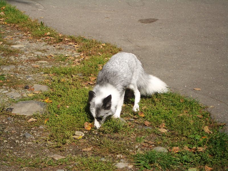 2006.9 北海道~秋季限定~珊瑚草、美瑛、小樽5日遊 - 第22張圖 IMGP0712.JPG - 2006.9 北海道5日遊