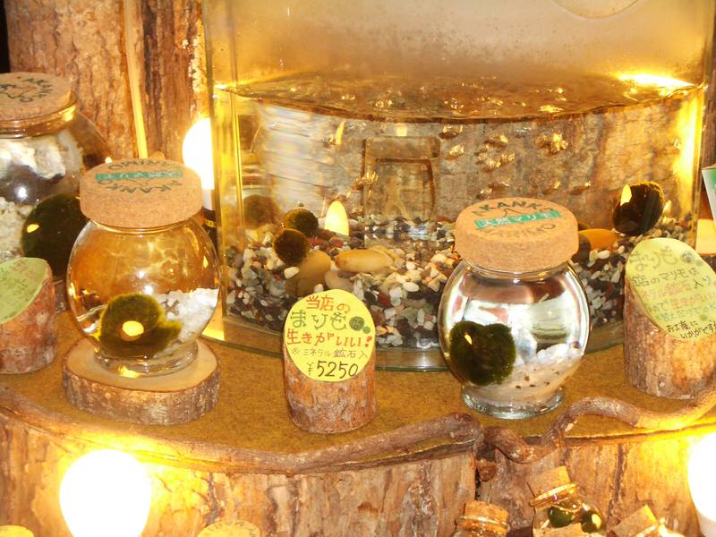 2006.9 北海道~秋季限定~珊瑚草、美瑛、小樽5日遊 - 第65張圖 IMGP0825.JPG - 2006.9 北海道5日遊