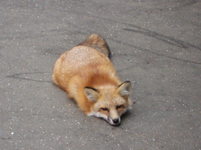 2006.9 北海道~秋季限定~珊瑚草、美瑛、小樽5日遊 - 第23張圖 IMGP0713.JPG - 2006.9 北海道5日遊