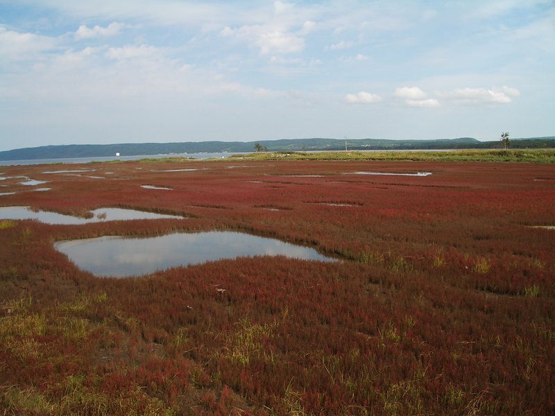 2006.9 北海道~秋季限定~珊瑚草、美瑛、小樽5日遊 - 第34張圖 IMGP0736.JPG - 2006.9 北海道5日遊
