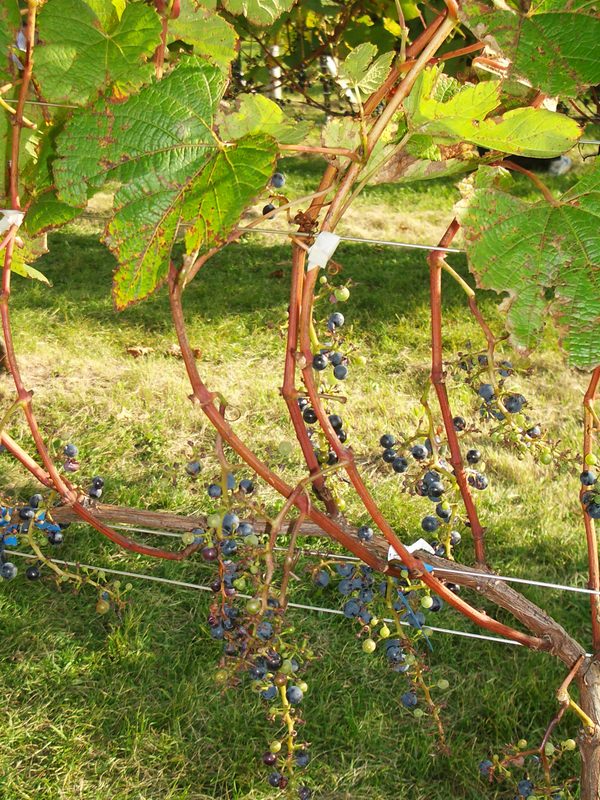 2006.9 北海道~秋季限定~珊瑚草、美瑛、小樽5日遊 - 第98張圖 IMGP0908.JPG - 2006.9 北海道5日遊