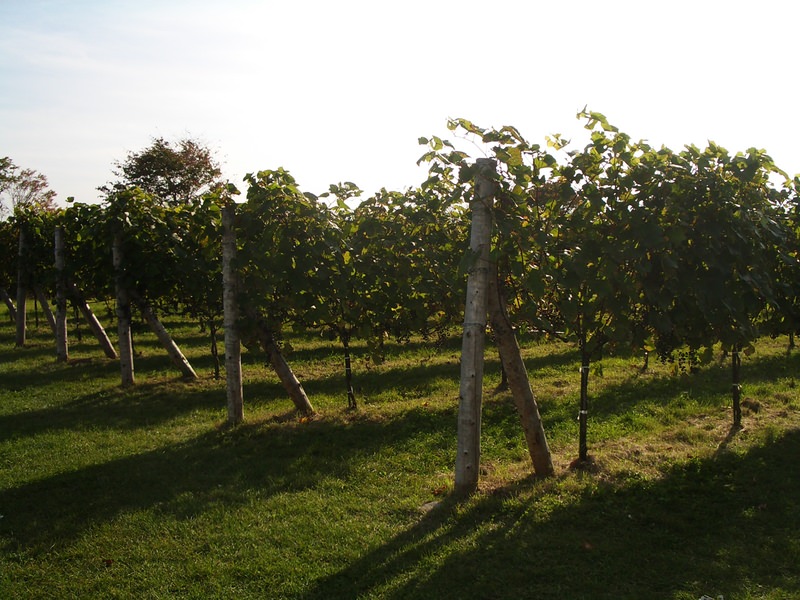 2006.9 北海道~秋季限定~珊瑚草、美瑛、小樽5日遊 - 第97張圖 IMGP0904.JPG - 2006.9 北海道5日遊