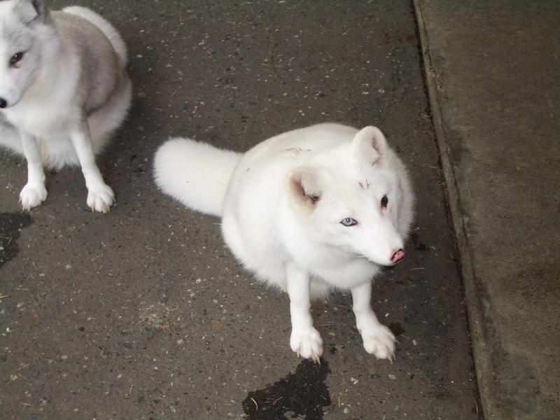 2006.9 北海道~秋季限定~珊瑚草、美瑛、小樽5日遊 - 第26張圖 IMGP0719.JPG - 2006.9 北海道5日遊